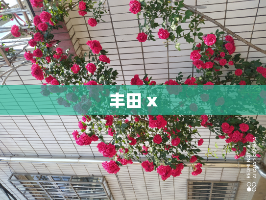丰田 x