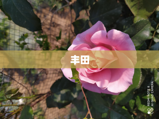 丰田