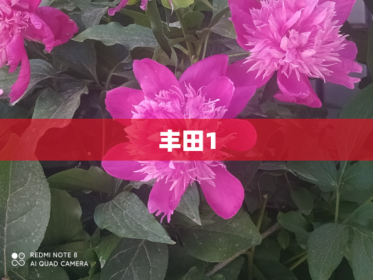 丰田1