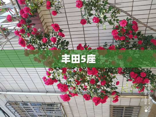 丰田5座