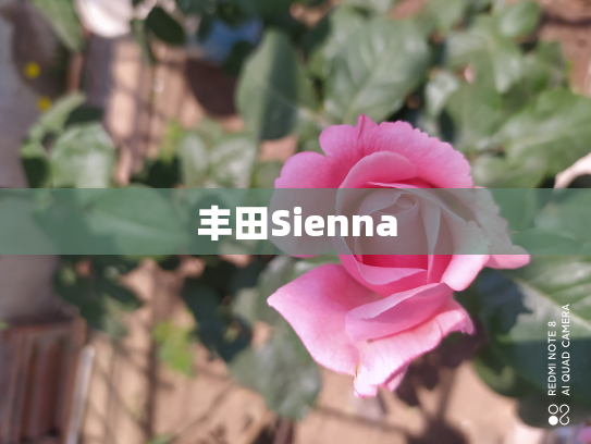 丰田Sienna