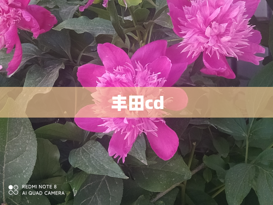 丰田cd
