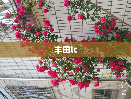 丰田lc