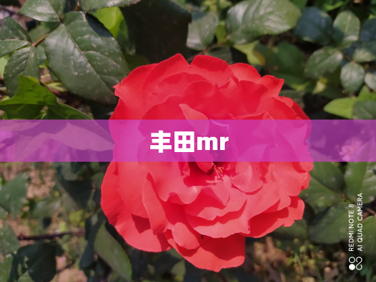 丰田mr