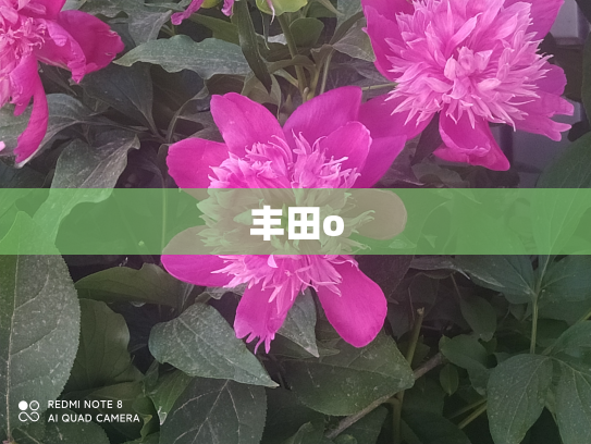 丰田o