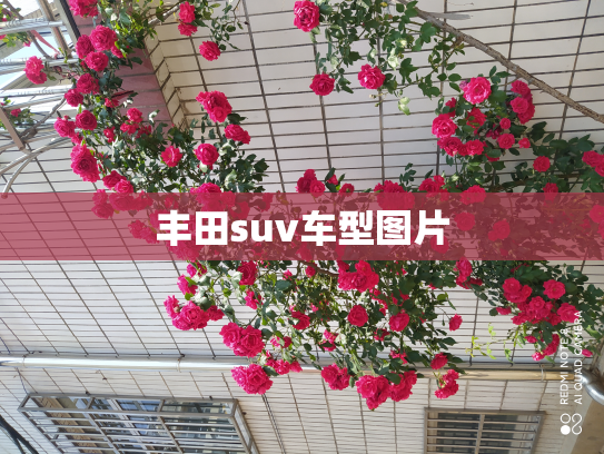 丰田suv车型图片