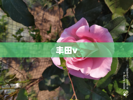 丰田v