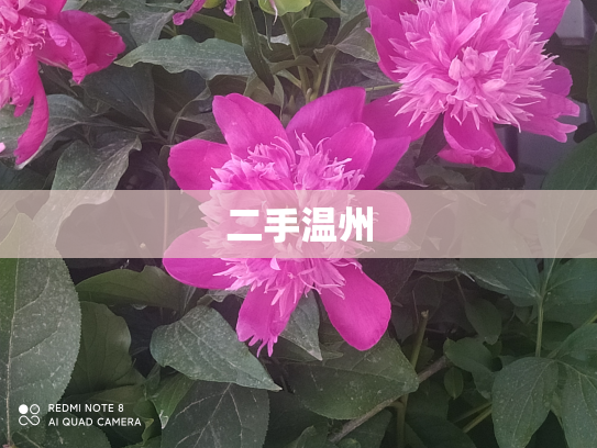 二手温州