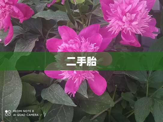 二手胎