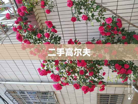 二手高尔夫
