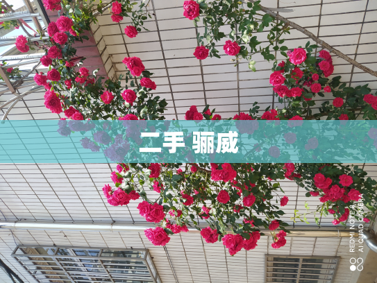 二手 骊威