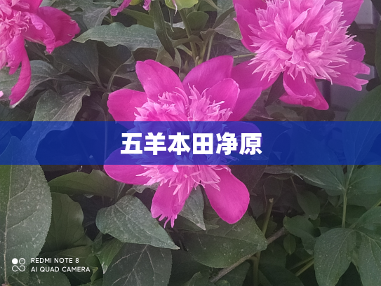 五羊本田净原