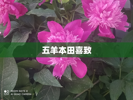 五羊本田喜致