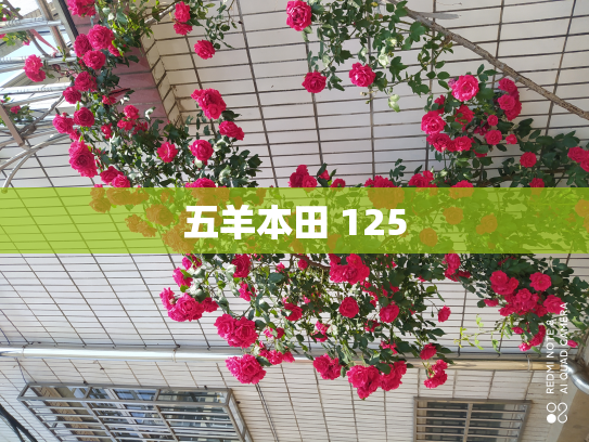 五羊本田 125