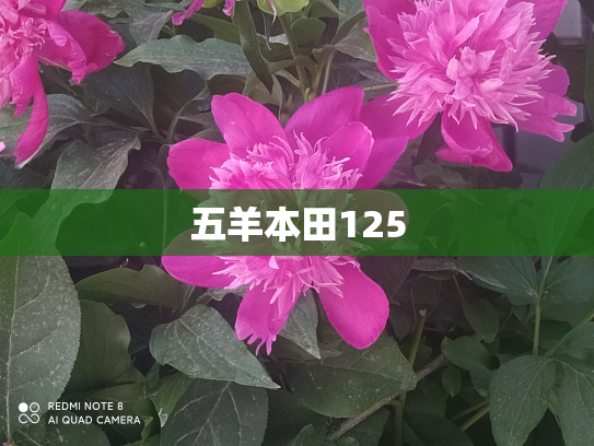 五羊本田125