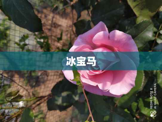 冰宝马