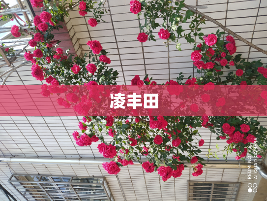 凌丰田
