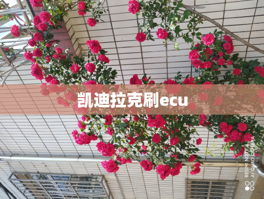 凯迪拉克刷ecu