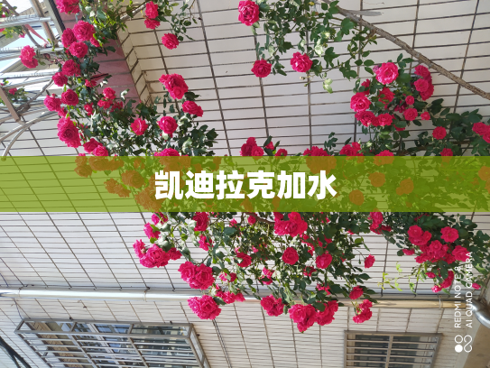 凯迪拉克加水