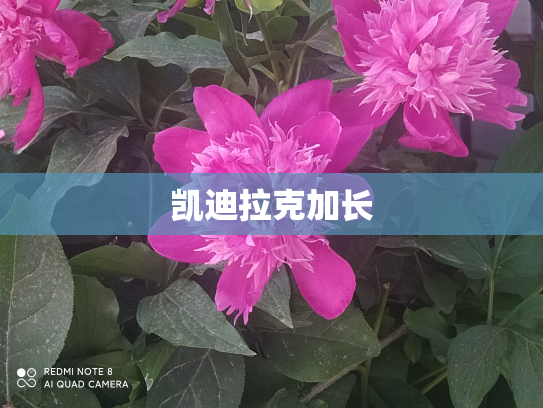 凯迪拉克加长