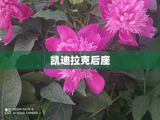 凯迪拉克后座