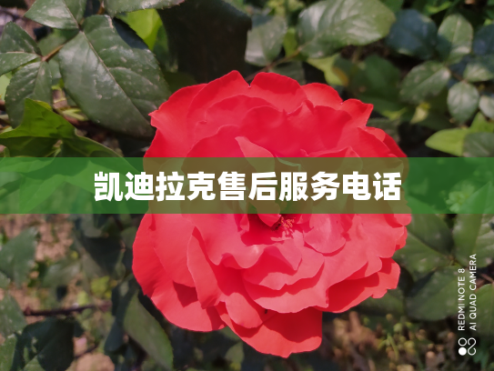 凯迪拉克售后服务电话