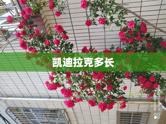 凯迪拉克多长