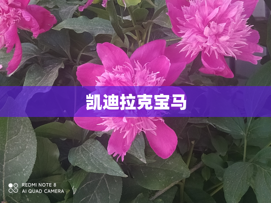 凯迪拉克宝马