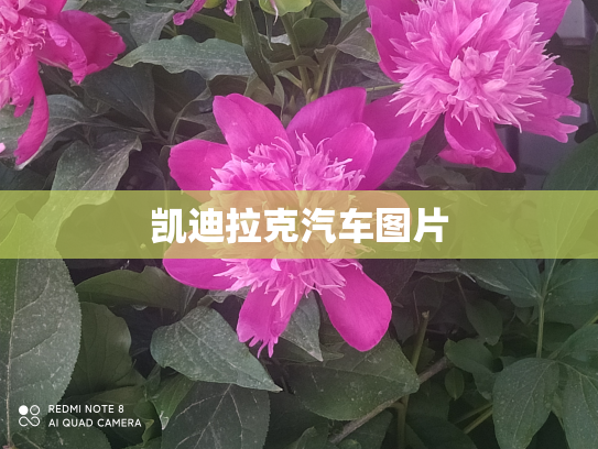凯迪拉克汽车图片