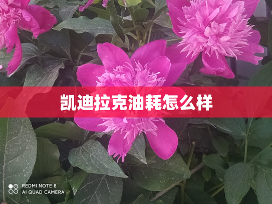 凯迪拉克油耗怎么样
