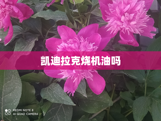 凯迪拉克烧机油吗