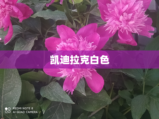 凯迪拉克白色