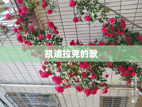 凯迪拉克的歌
