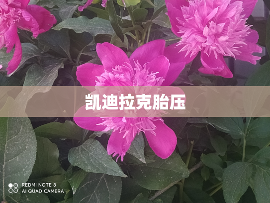 凯迪拉克胎压