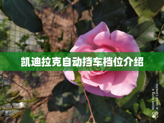 凯迪拉克自动挡车档位介绍