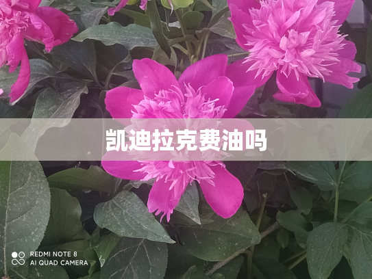 凯迪拉克费油吗