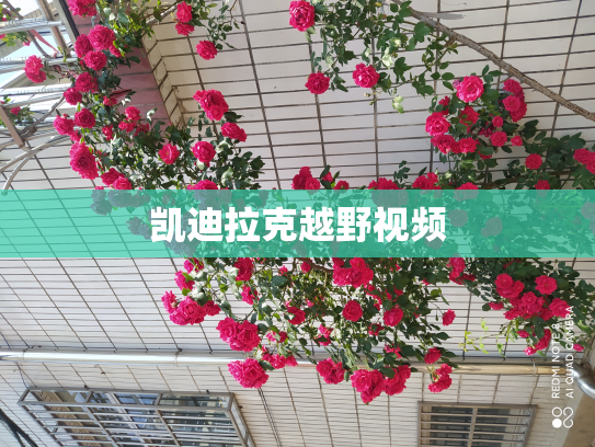 凯迪拉克越野视频