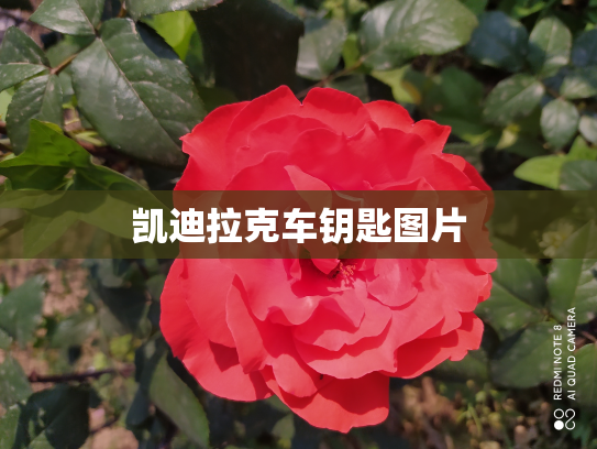 凯迪拉克车钥匙图片