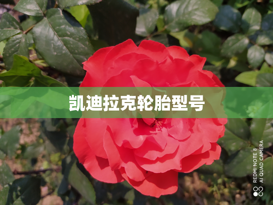凯迪拉克轮胎型号