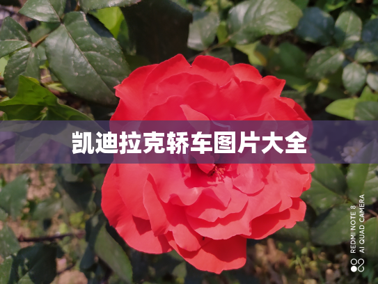 凯迪拉克轿车图片大全
