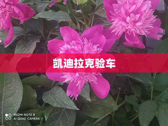 凯迪拉克验车