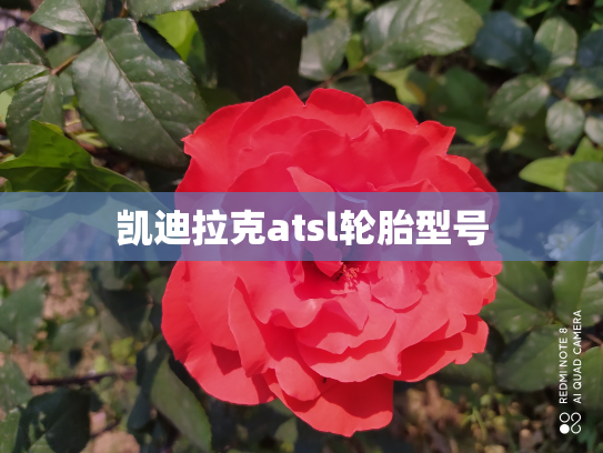 凯迪拉克atsl轮胎型号