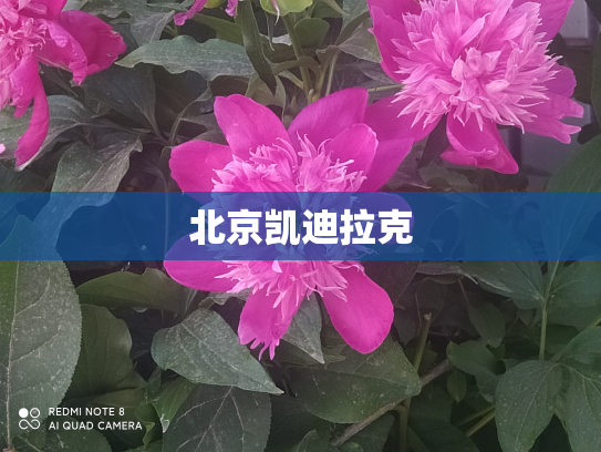 北京凯迪拉克