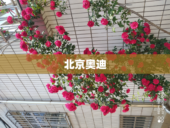 北京奥迪