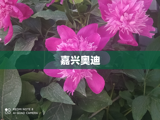 嘉兴奥迪