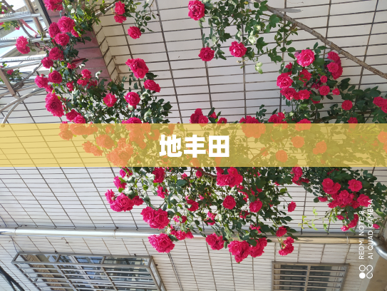 地丰田