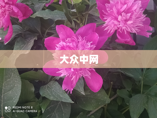 大众中网