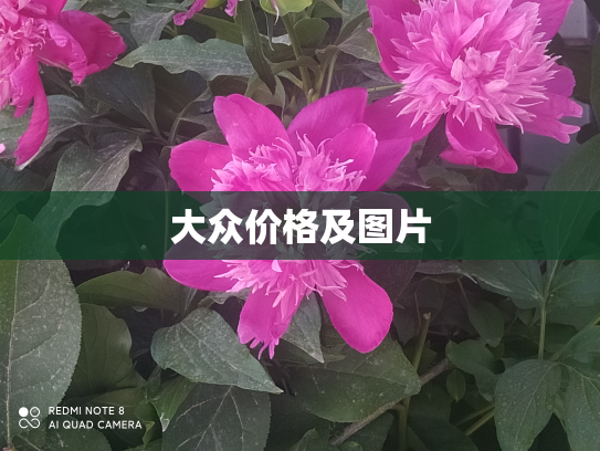 大众价格及图片