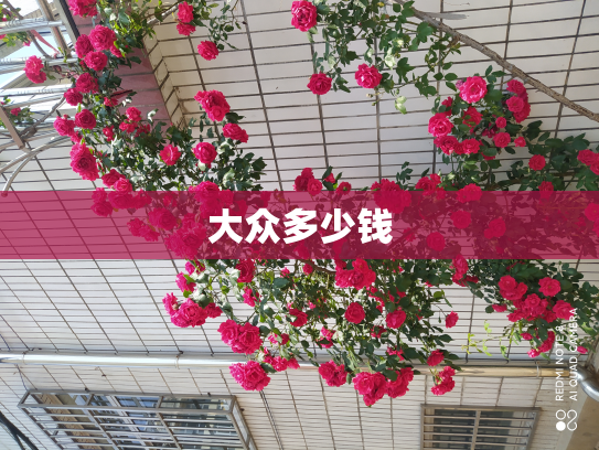 大众多少钱