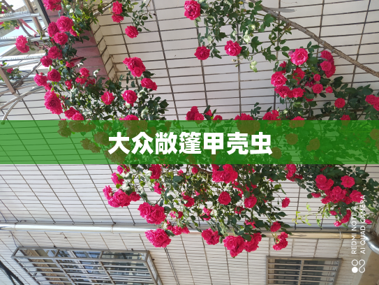 大众敞篷甲壳虫